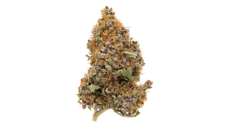 Purple Haze strain is one of the best sativas you can get at an online dispensary in Canada today. Its gorgeous bag appeal, effects, unique aroma, and flavour make it a must-try bud for Canadian cannabis enthusiasts.