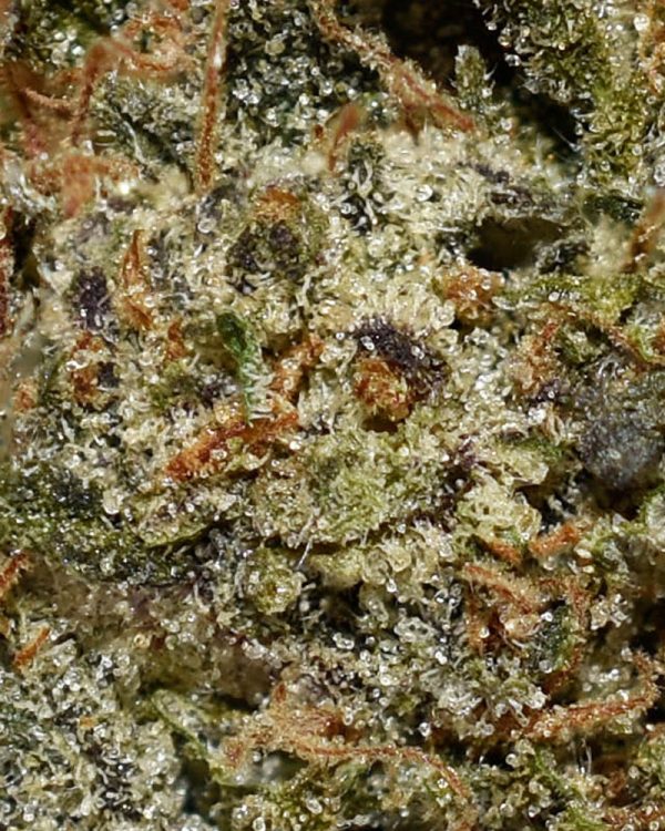 Strawberry Cough AAA Trichomes