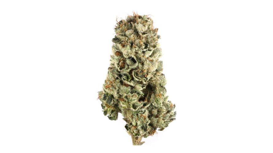 The Cherry Pie strain is a powerful hybrid, and we usually recommend it to more advanced users with a built-up tolerance to high-THC cannabis.