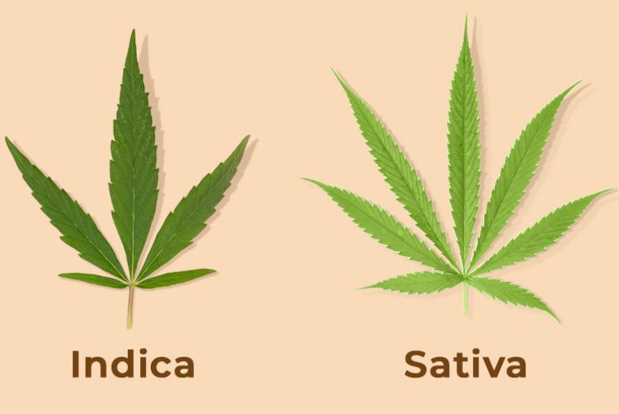 Indica or Sativa, what is better for sex, sleep & lasting energy levels? Which strain to buy from an online dispensary in Canada? Click here to find.