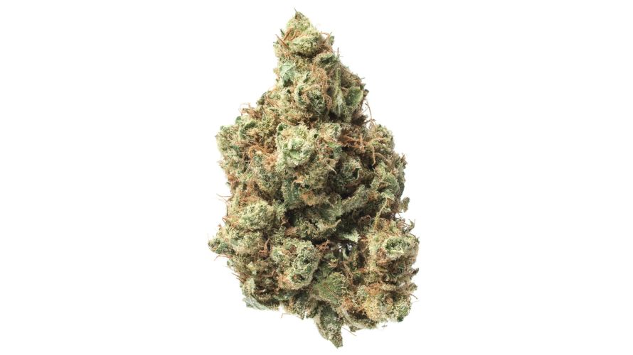 The Maui Wowie strain is definitely not for everyone. This is a potent strain with an average THC of 25%, with other phenotypes going upto 30%. 