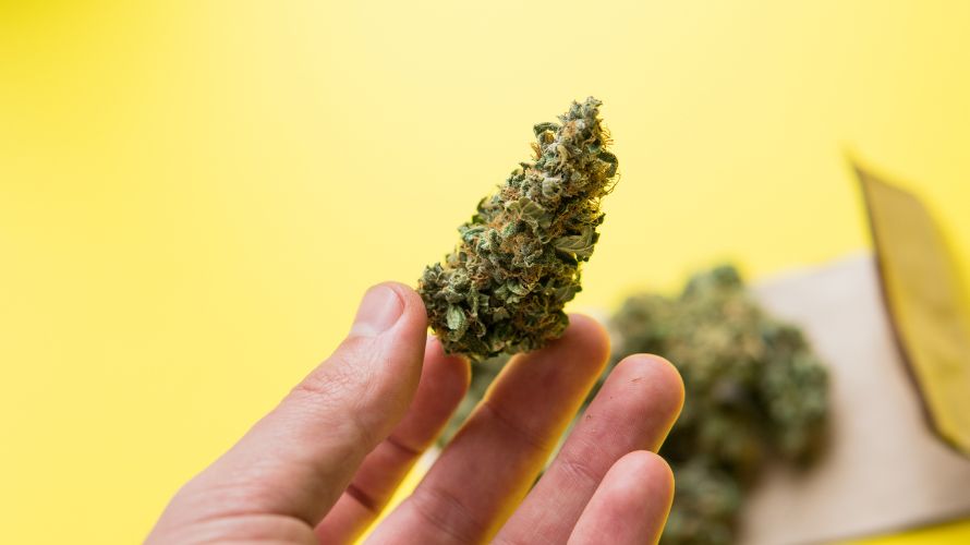 Do you want to try an Indica strain but are unsure which one you can begin with?  

Below are a few options that you can explore from our online weed dispensary. 