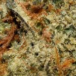 Space Queen AA Trichomes