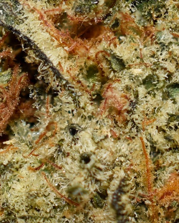 Space Queen AA Trichomes