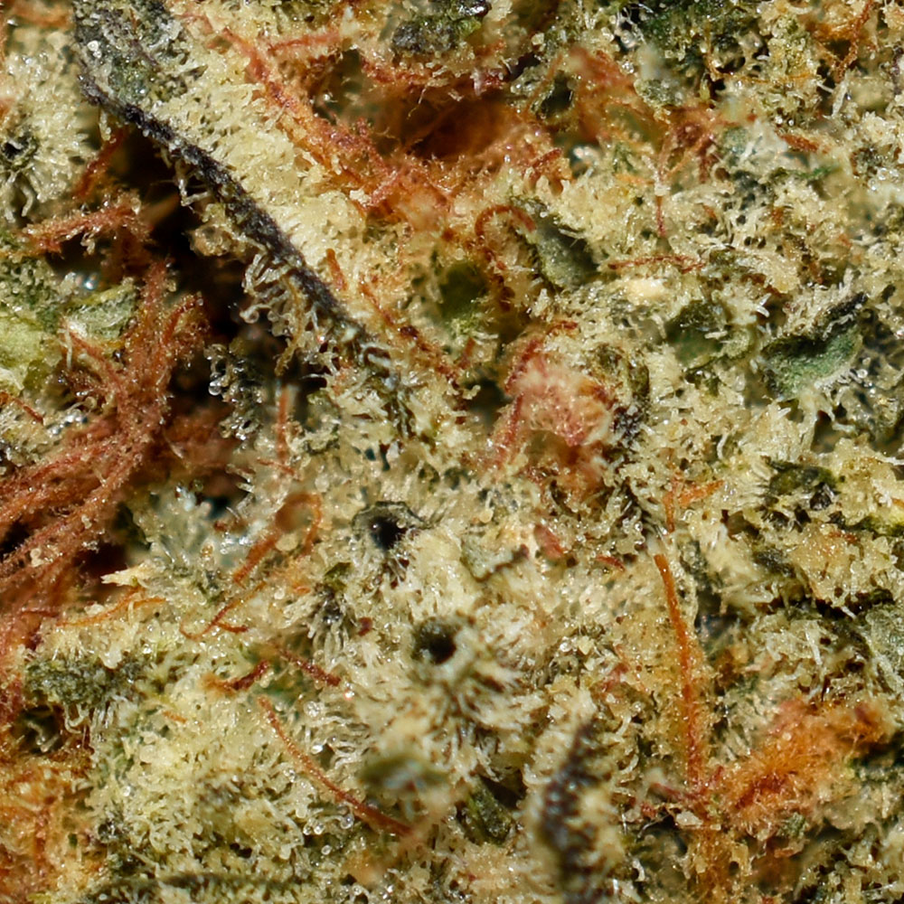 Space Queen AA Trichomes
