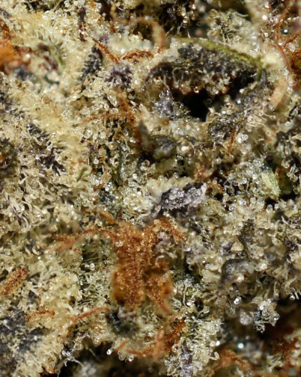 LA Soda AAAA Trichomes