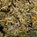 Laughing Buddha AA Trichomes