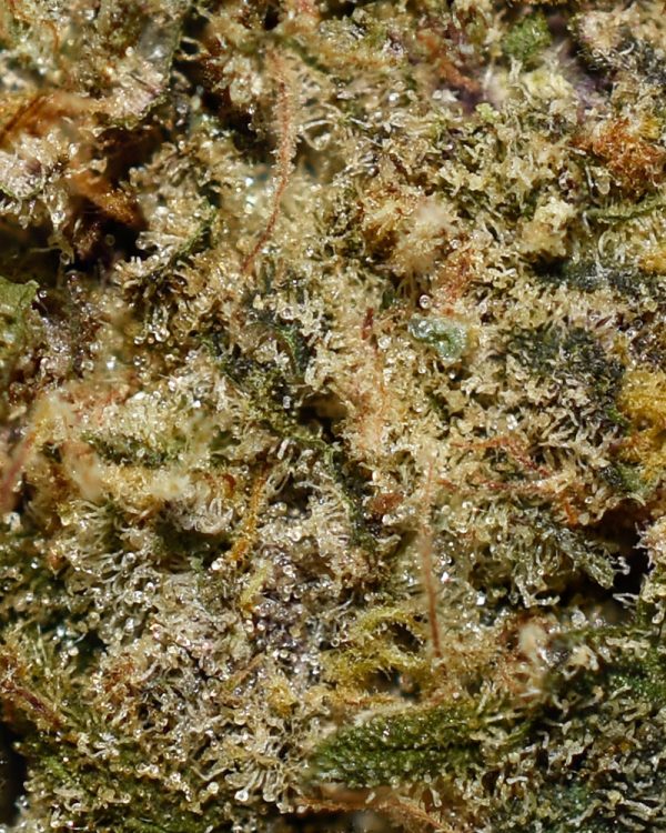 Laughing Buddha AA Trichomes