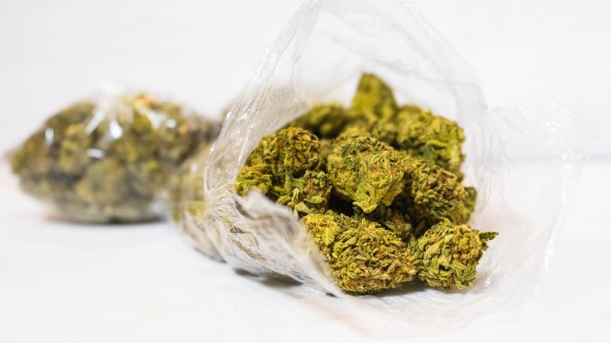 Is the Purple Punch weed sativa or indica? This is one of the most frequently asked questions by consumers who order weed online in Canada. Let’s get into it.