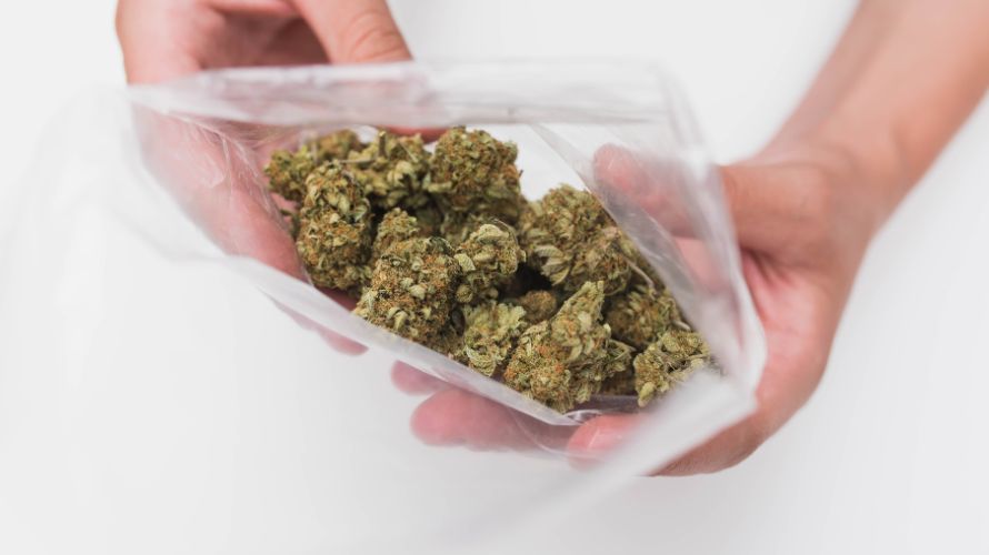 Purple Punch is a rare cannabis strain that has risen through the ranks in recent years to become one of the most sought-after buds.