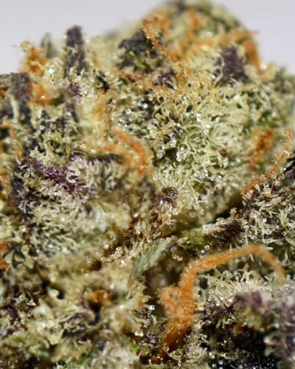 Sour Candy AA Trichomes