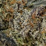 Blueberry Kush AAAA+ Trichomes