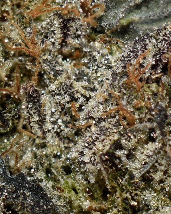 Blueberry Kush AAAA+ Trichomes