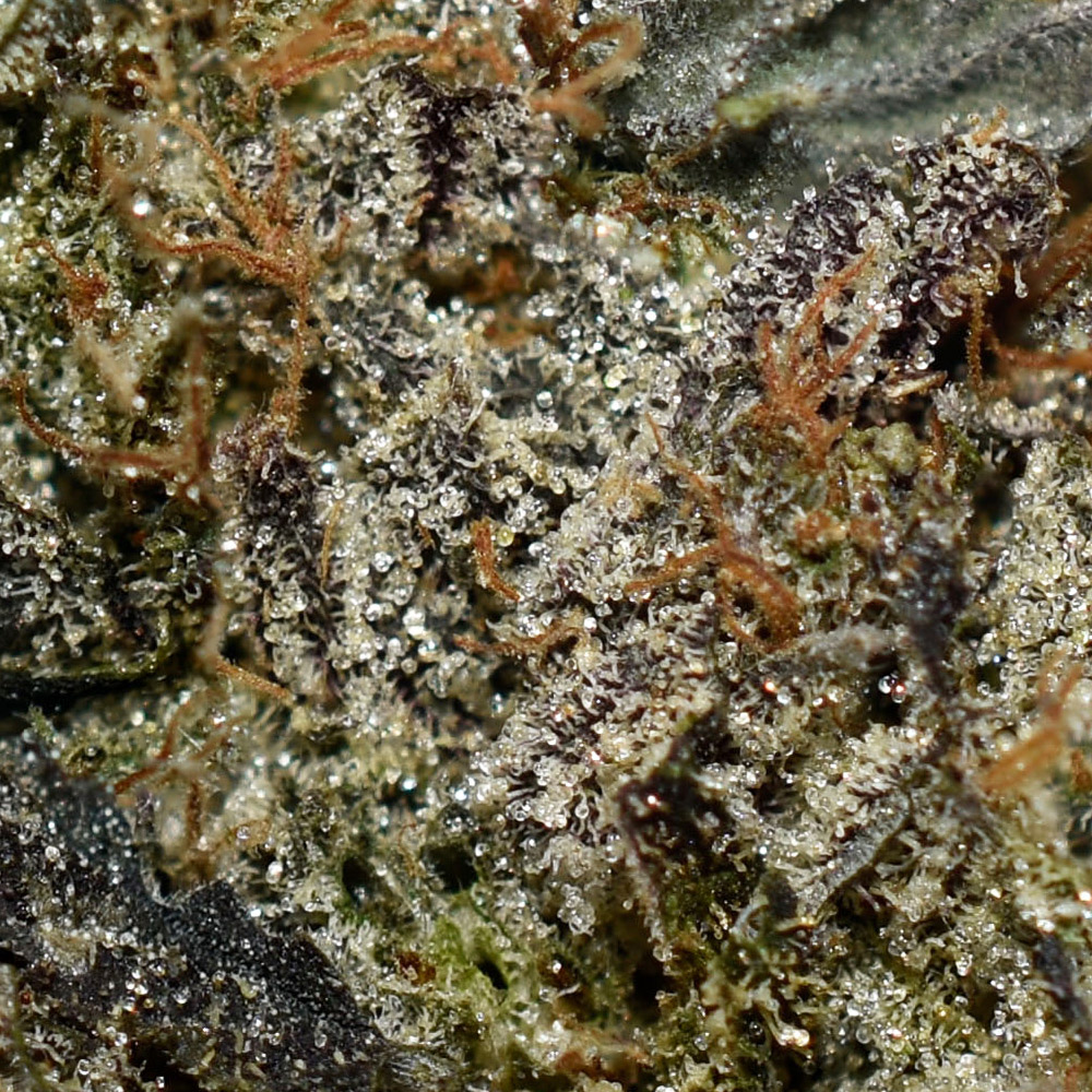 Blueberry Kush AAAA+ Trichomes