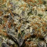 Couch lock AAAA+ Trichomes