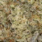 Super Silver Haze AA Trichomes