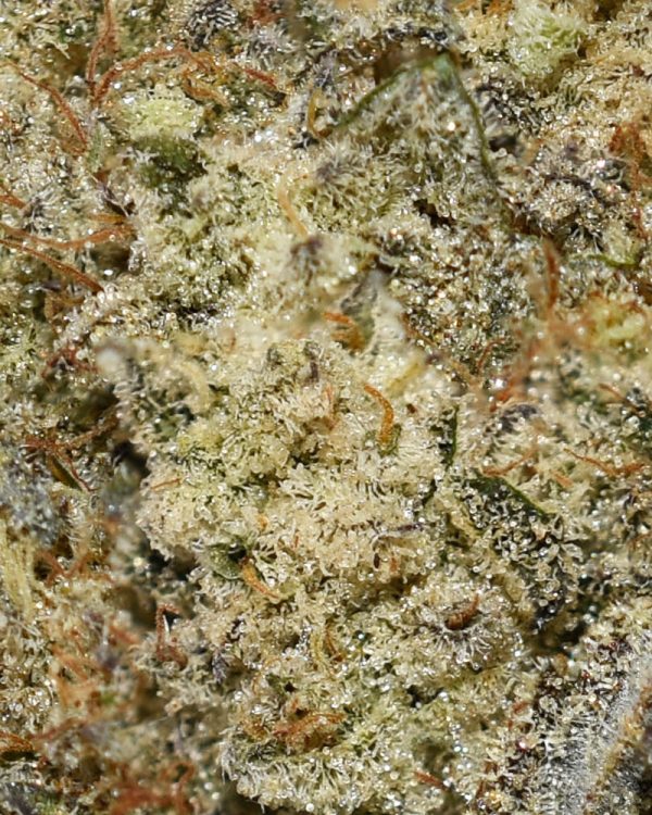 Super Silver Haze AA Trichomes