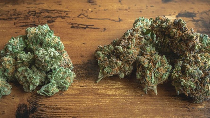 Indica pot strains are preferred by stoners seeking a body-calming and sedative high.