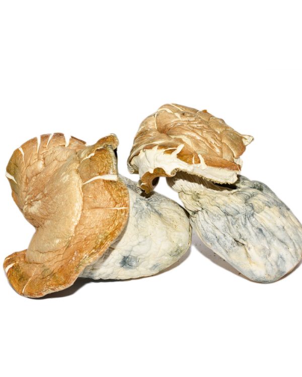 Hillbilly Pumpkin – Shrooms 1