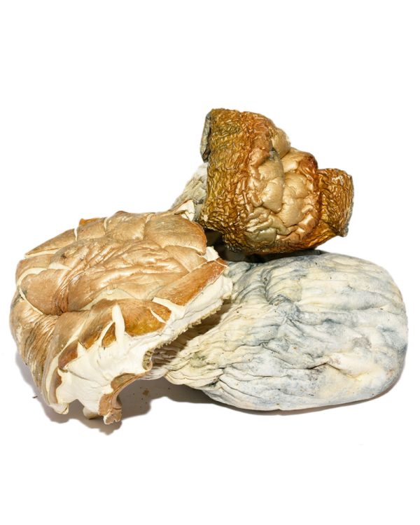 Hillbilly Pumpkin – Shrooms