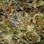 Platinum Rockstar AAAA+ Trichomes