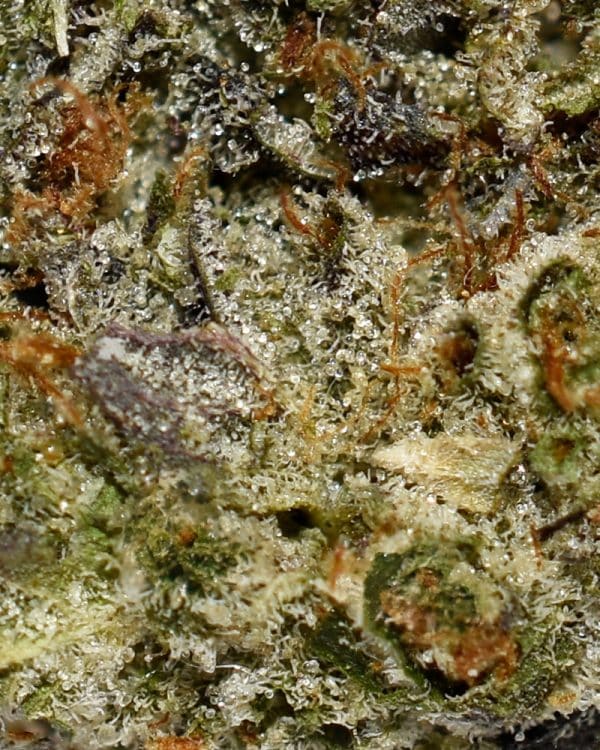 Platinum Rockstar AAAA+ Trichomes