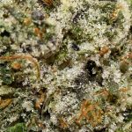 Platinum Rockstar AAAA+ Trichomes