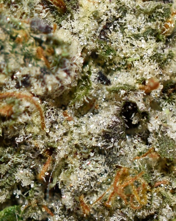 Platinum Rockstar AAAA+ Trichomes