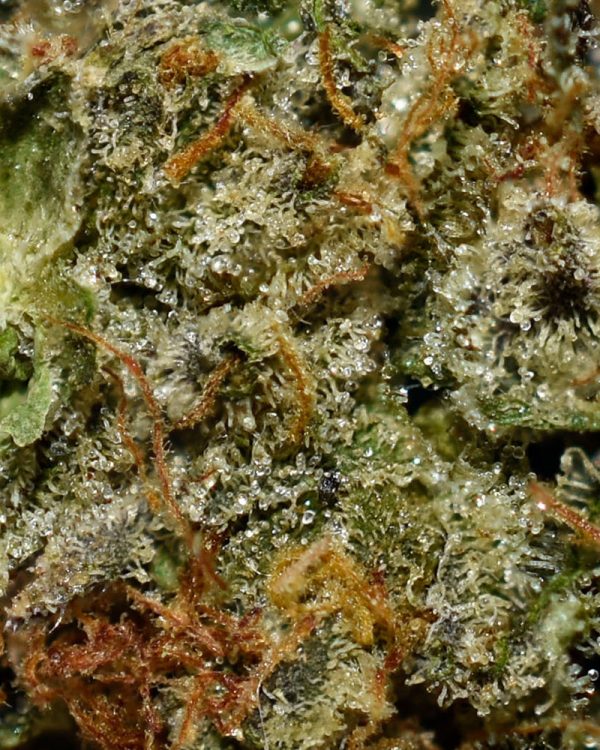 Purple Octane AAAA+ Trichomes