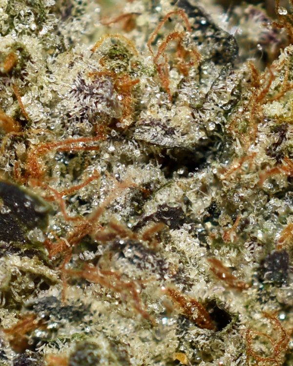 Purple Octane AAAA+ Trichomes