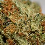 CATARACT KUSH AA Trichomes