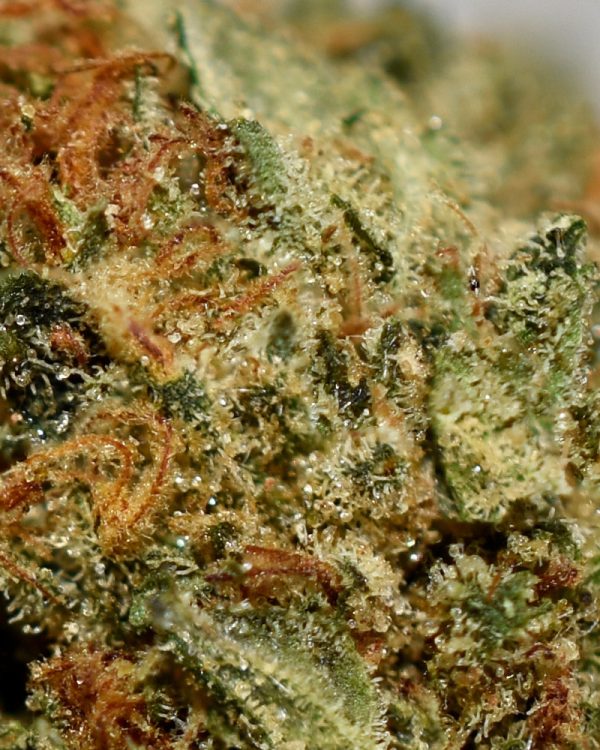 CATARACT KUSH AA Trichomes