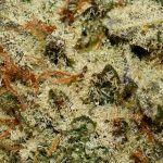 CHARLOTTES WEB AAA Trichomes
