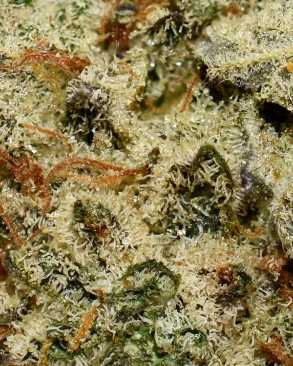 CHARLOTTES WEB AAA Trichomes