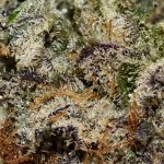 END GAME AAAA+ Trichomes