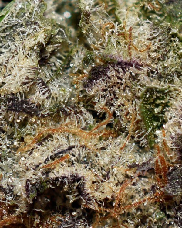 END GAME AAAA+ Trichomes