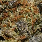JEDI OG AAA Trichomes