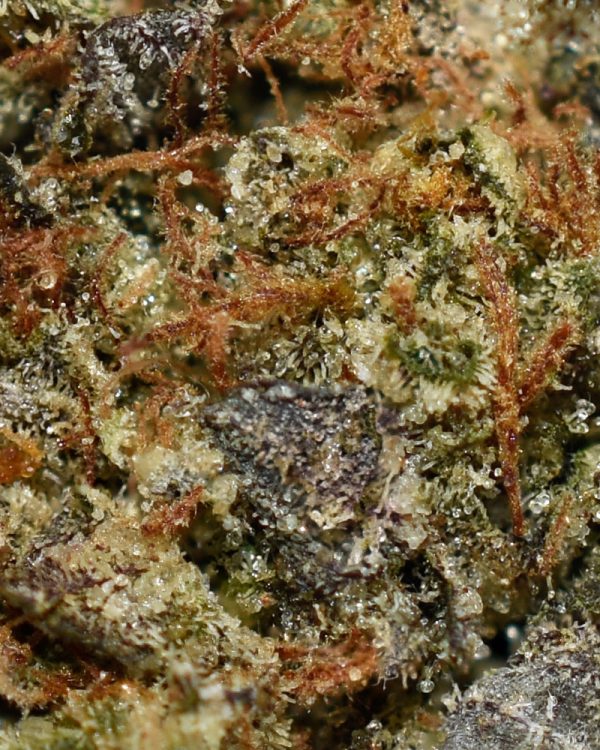 JEDI OG AAA Trichomes