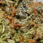 LEMON POPPERS AA Trichomes