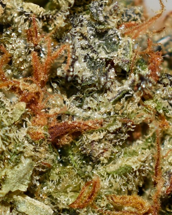 LEMON POPPERS AA Trichomes