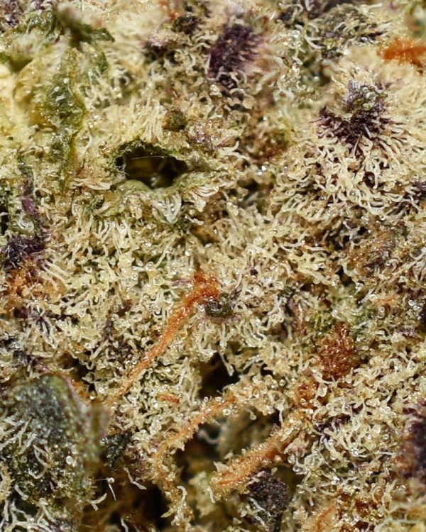 MAC 1 AAAA+ Trichomes
