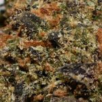 MAUI WOWIE AAA Trichomes