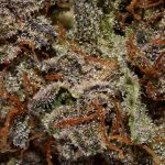 PURPLE ICEWRECK AA Trichomes