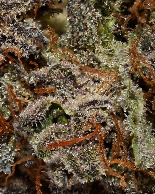 PURPLE ICEWRECK AA Trichomes