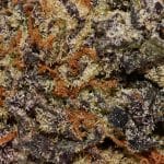 Amensia Haze AA Trichomes