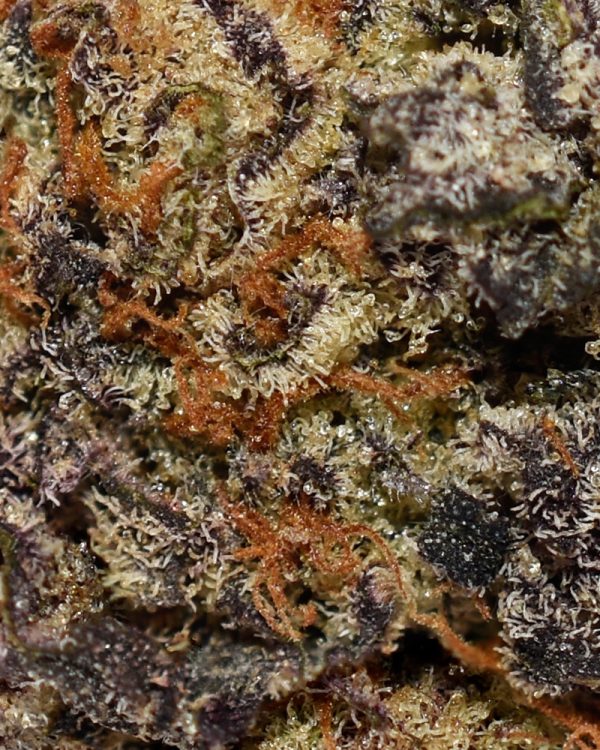 Amensia Haze AA Trichomes
