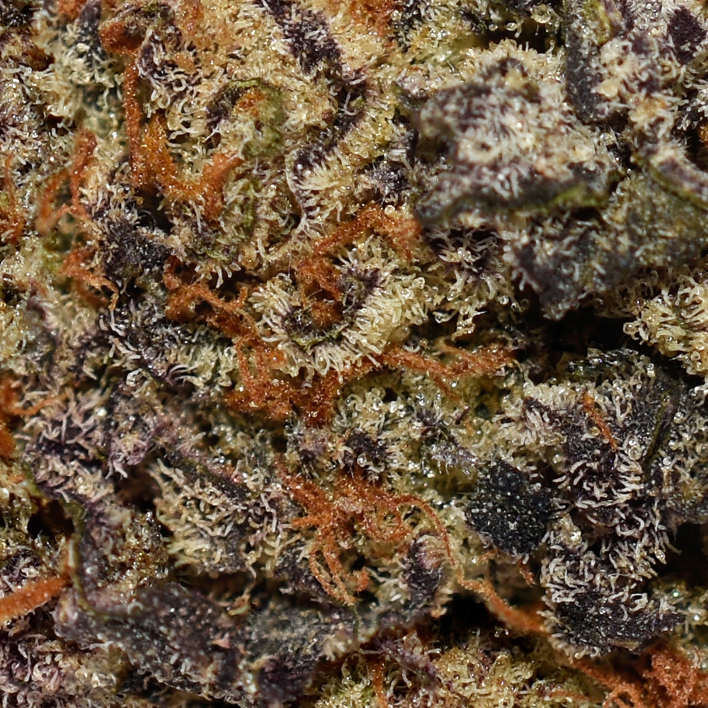 Amensia Haze AA Trichomes