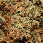 Amnesia Haze AA Trichomes