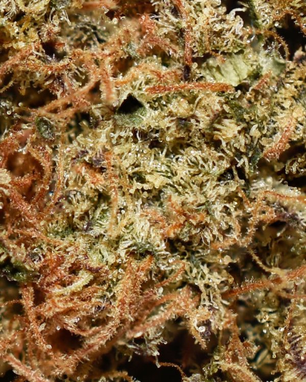 Amnesia Haze AA Trichomes