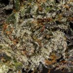 G Wagon AAAA+ Trichomes